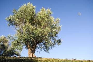 Árvore, oliveira num campo com pombos a comer sementes pousados no chão no meio das flores e a lua visível á luz do dia 