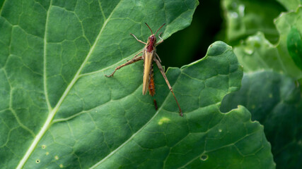Grasshopper On  leaf