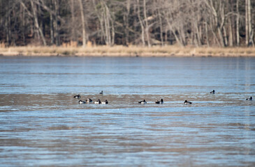 Ring Necked Duck