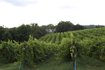 Augusta Missouri Vineyard 2020 III