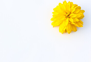 yellow flower head on white background.