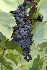 Red Wine Grapes of Augusta, Missouri, USA 2020 XXI