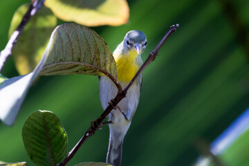 cuban vireo