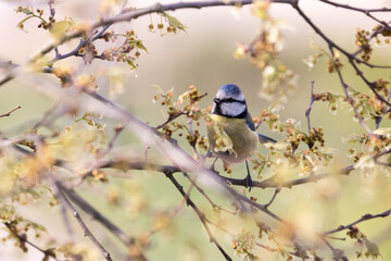 blue tit on autumn branch