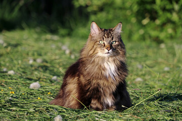 Naklejka na ściany i meble Eine hübsche Norwegische Waldkatze sitzt in der Abendsonne im gemähten Feld