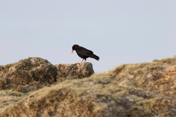 A red-billed chough, Pyrrhocorax pyrrhocorax, on Ouessant in France