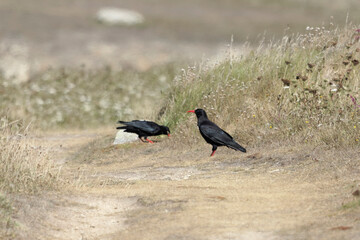 A pair red-billed choughs, Pyrrhocorax pyrrhocorax, on Ouessant or island in France