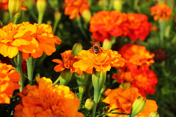 Yellow and red marigold flowers