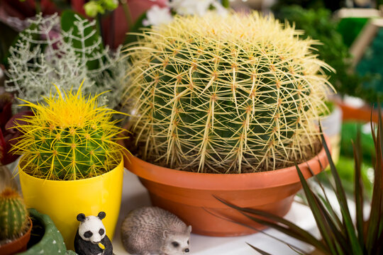 .Golden barrel cactus with long yellow thorns in a decorative pot