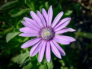 Purple Daisy