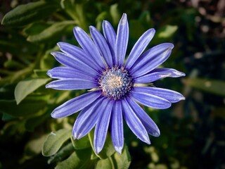 Obraz premium Blue Daisy