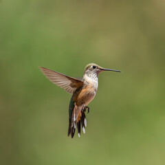 Fototapeta na wymiar Female Rufous hummingbird