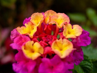 Lantana Camara