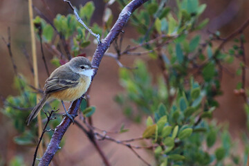 Rufous-sided Pygmy-Tyrant (Euscarthmus rufomarginatus): endangered bird in its natural habitat