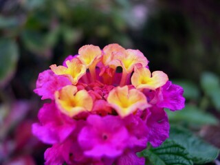 Lantana Camara