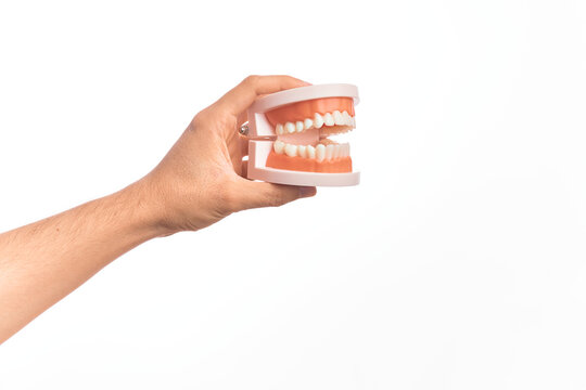 Hand of caucasian young man holding plastic denture teeth over isolated white background