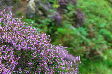 Obraz premium Heather in Bloom