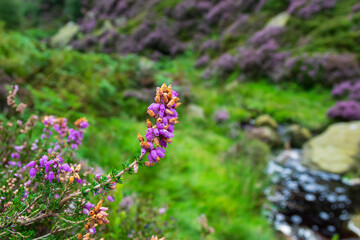 Purple And Yellow Flowers