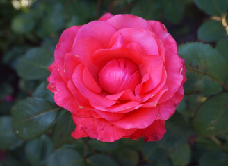 Pink rose bud close up.