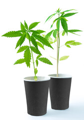 Young potted Cannabis plant in solo cups isolated
