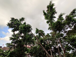 sky and tree