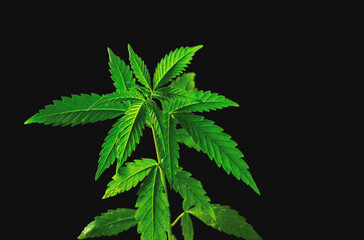 Young medical Cannabis plant close up isolated on black