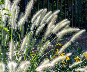 Decorative grass seed heads, Red Hook, Brooklyn, NY