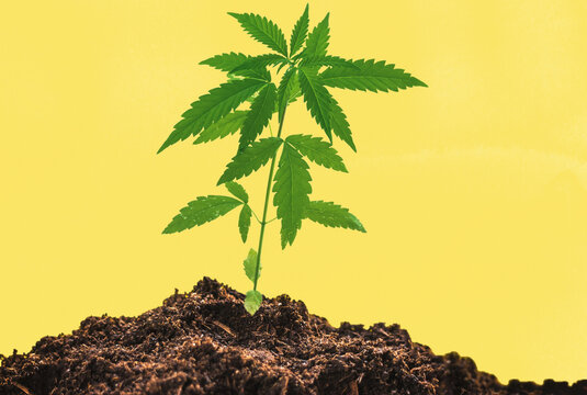 Young medical Cannabis plant close in coco coir soil