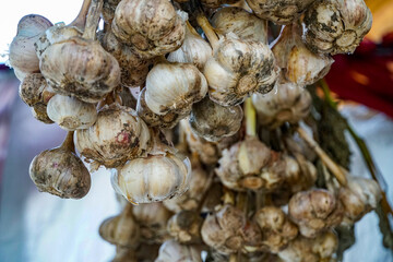 unpeeled fresh garlic, bundle of green garlic hung under the roof, harvesting, autumn field work