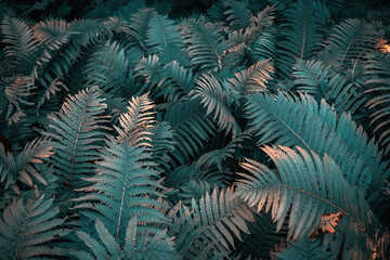 Glowing blue foliage of the fern. Creative image. Textured leaves