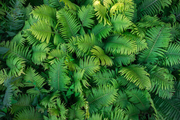 Overhead view of lush green Ferns, natural background