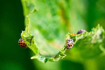 insect ladybug eats a leaf of a vegetable marrow, pumpkin: melons, cucumbers, garden pest control

