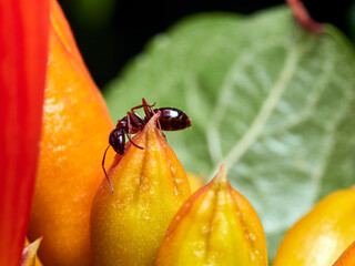 red ant on green leaf