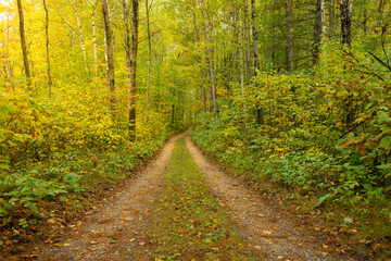 road in the forest with natural light shining 