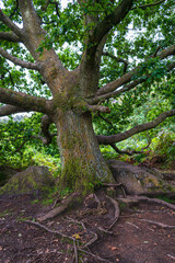 old tree trunk