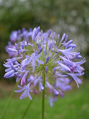 Natur Blumen Garten Park Schönheit