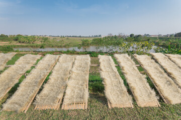 Natural way to dry out Vietnamese rice vermicelli drying in the sunlight on bamboo fences