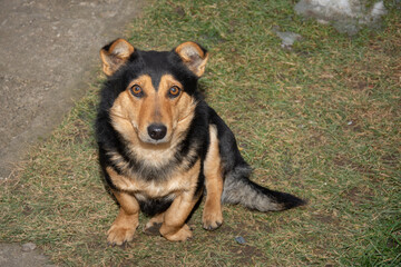  sad dog  in Bistrita,Romania