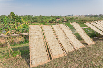 Organic Vietnamese rice vermicelli drying in the sunlight on bamboo fences near banana farm