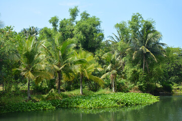 Obraz premium Farm with trees green leaves and river water during daytime