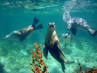 Sea lions underwater looking at you