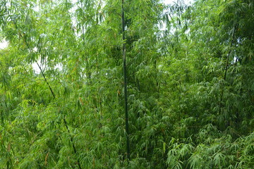 Fototapeta na wymiar Green leaves and brown bamboo sticks grow