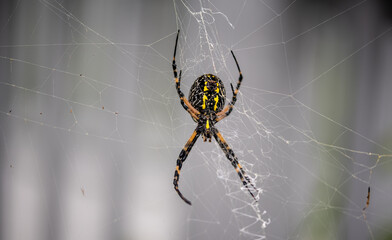 Pretty Spider