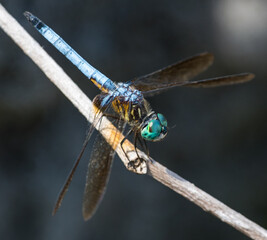 Green Eyed Dragonfly