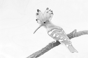 Eurasian hoopoe bird close up ( Upupa epops ) - sketch © Piotr Krzeslak