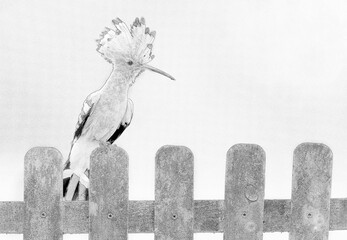 Eurasian hoopoe bird close up ( Upupa epops ) - sketch © Piotr Krzeslak