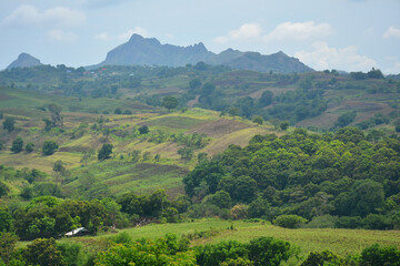 Mountain view with trees and leaves during daytime