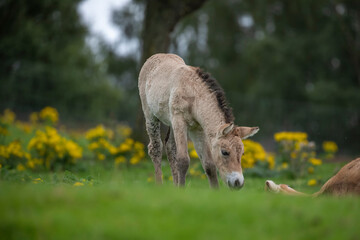 Przewalski's horse foal, Equus ferus przewalskii, close up feeding on grass with woodland background.