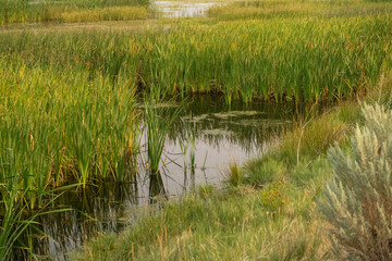 marsh area with reeds in water