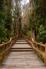 lush myrtle forest with tourist walkways in Villa La Angostura